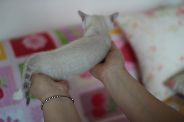 스노우뱅갈고양이 꼬맹이 여아예요~ 관련 이미지 9