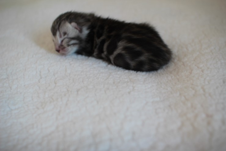 실버,브라운 뱅갈고양이 꼬물이들 사진 입니다 관련 이미지 2