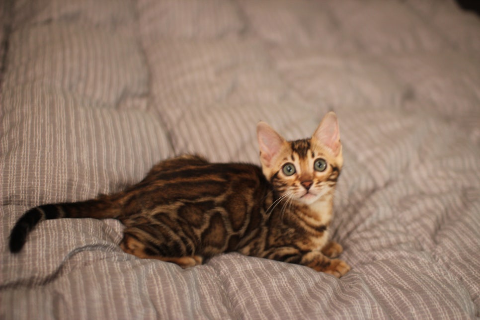 뱅갈고양이분양 장군이,아롱이, 탑식이~ 관련 이미지 7