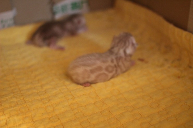 스노우 밍크 뱅갈고양이 여아 예약 분양 합니다~ 관련 이미지 6