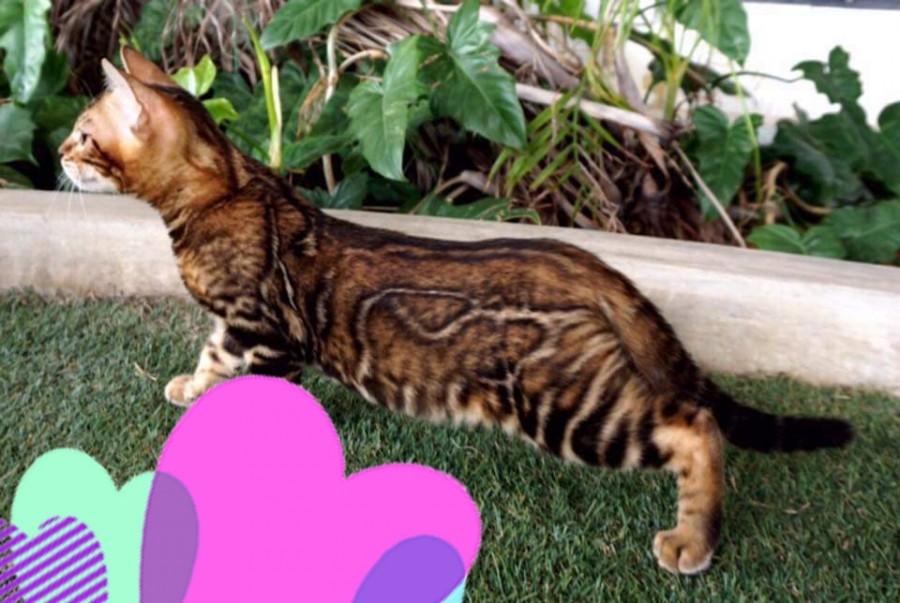 스파블 뱅갈고양이 남아 원탑 입니다~ 관련 이미지 2