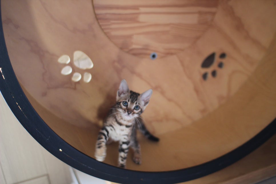 브라운,스노우 뱅갈고양이 여아들 분양해요~ 관련 이미지 12