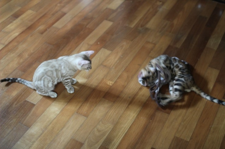 뱅갈고양이 까불이들 입니다~ 관련 이미지 13