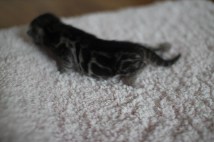 실버뱅갈고양이 꼬물이 여아예요 관련 이미지 1