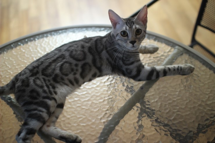 뱅갈고양이 새해 첫날~ 관련 이미지 2