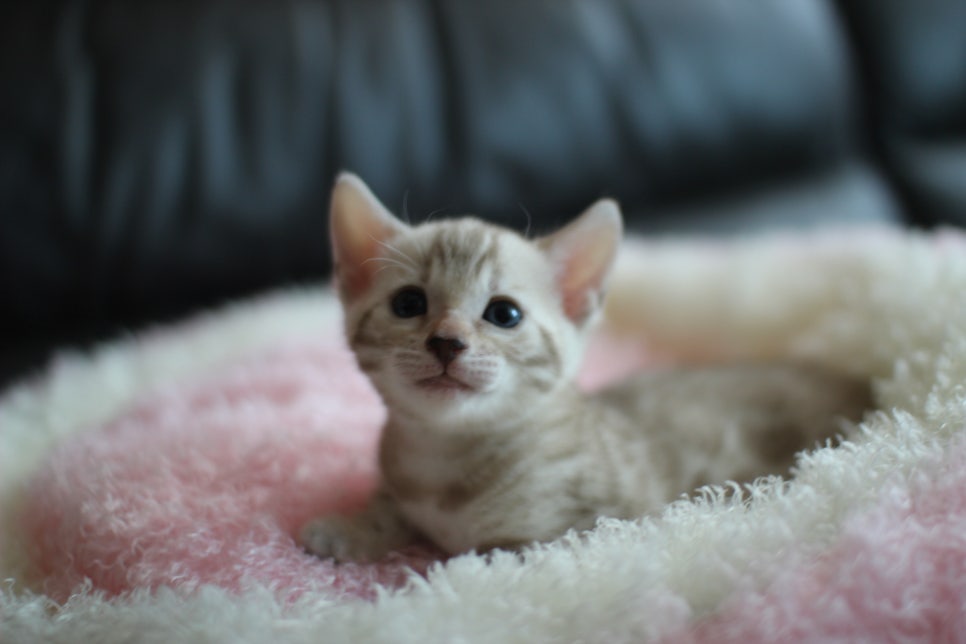 실밍크 뱅갈고양이 여아와 브라운 뱅갈고양이 남아예요~ 관련 이미지 2