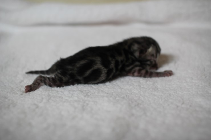 new litter 관련 이미지 8