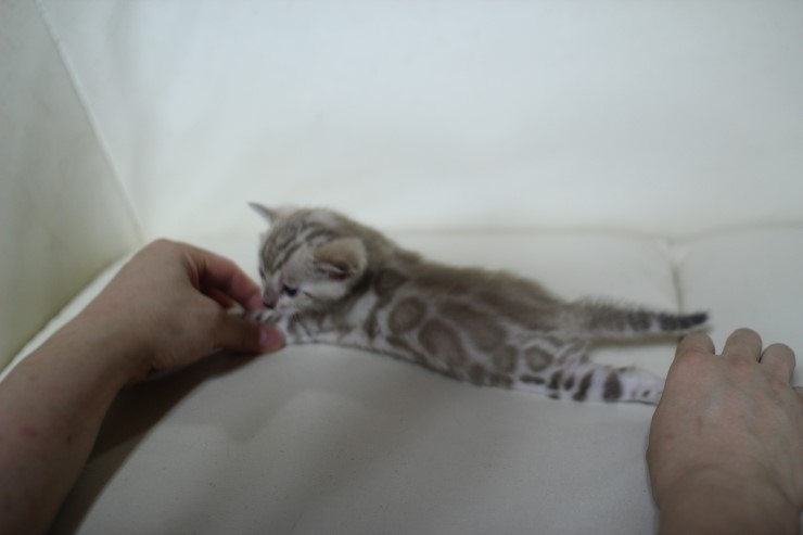 뱅갈고양이 boy and girl ^^ 관련 이미지 5