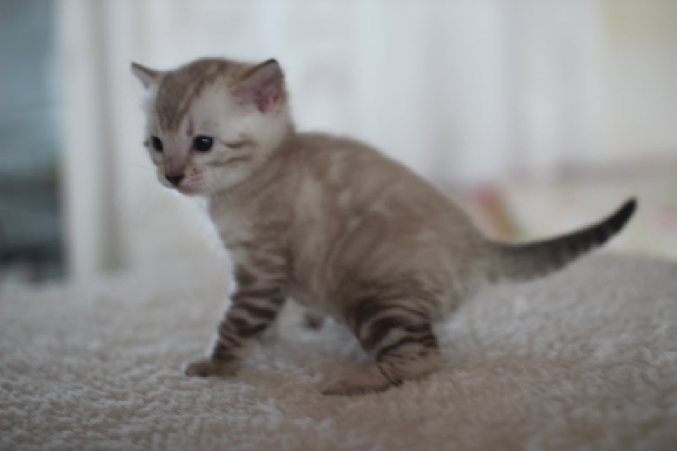 스노우 뱅갈고양이 꼬맹이 너무 이뻐요^^ 관련 이미지 9