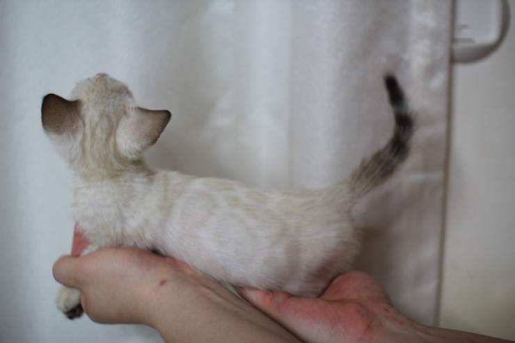 뱅갈고양이 분양 진정한 개냥이란? 관련 이미지 11