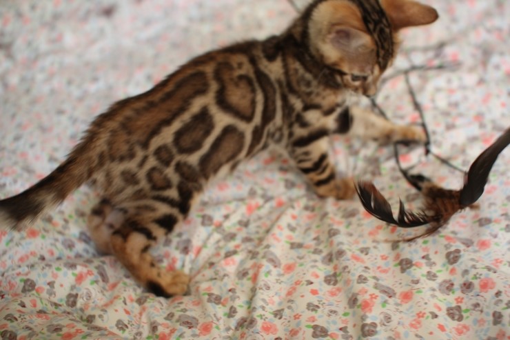 뱅갈고양이 남아 레모나 분양합니다... 관련 이미지 6