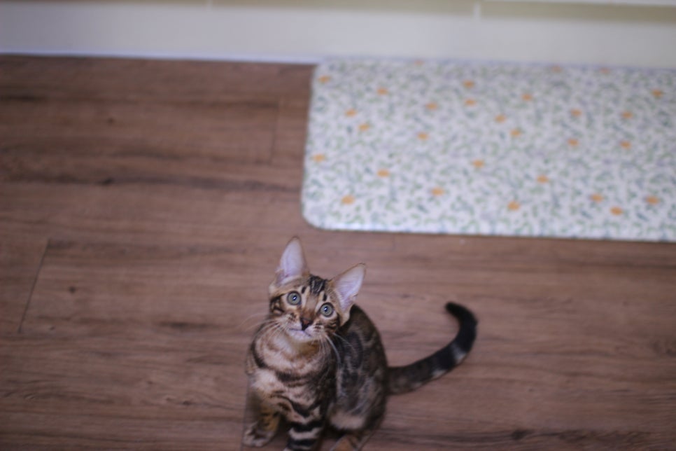 브라운 뱅갈고양이 개냥이 중에 개냥이 남아들 분양해요~ 관련 이미지 7