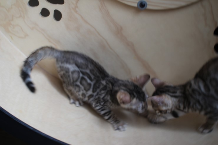 뱅갈고양이 꼬맹이들 사진이예요~ 관련 이미지 3