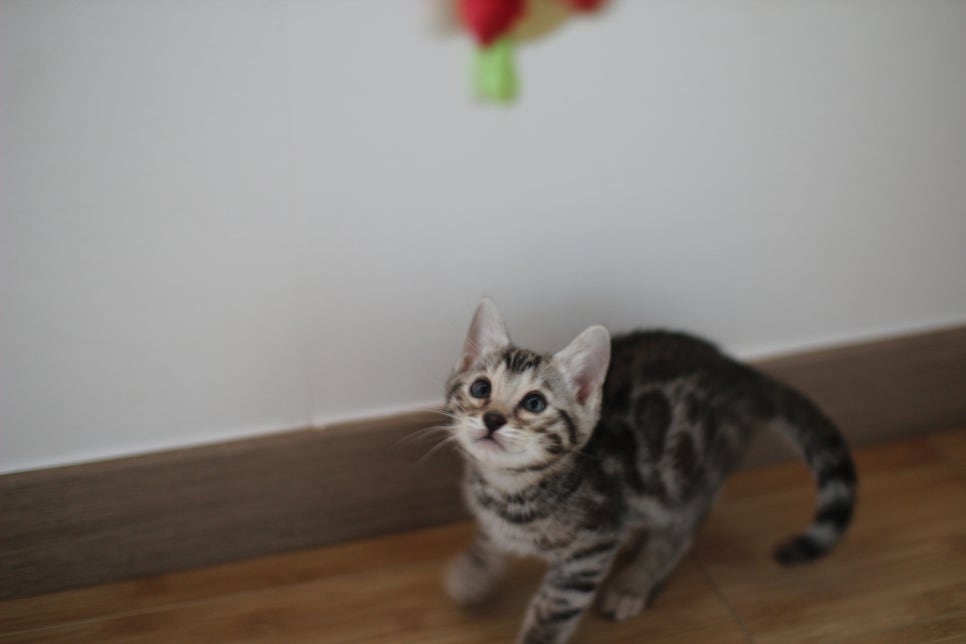 뱅갈고양이 개냥이 찾으시는 분들 보세요 관련 이미지 13