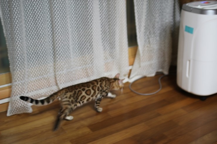 강아지 같은 성격에 뱅갈고양이 분양해요 관련 이미지 11