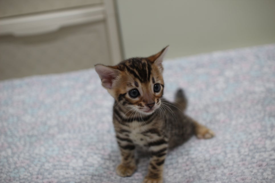 브라운뱅갈고양이 여아2 분양해요~ 관련 이미지 1