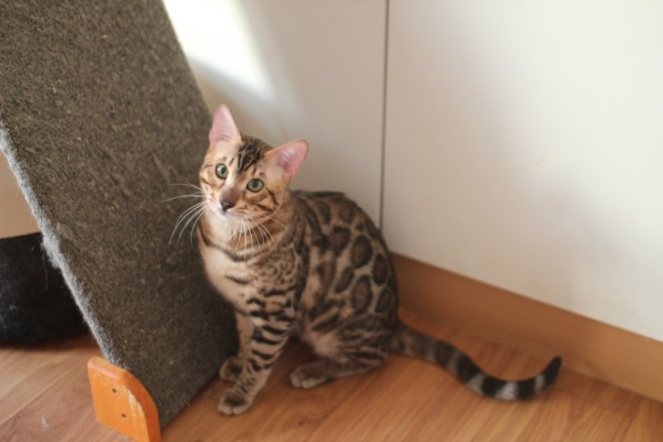 소유캐터리 종묘 뱅갈고양이 남아 영웅이와 레인이예요~ 관련 이미지 3