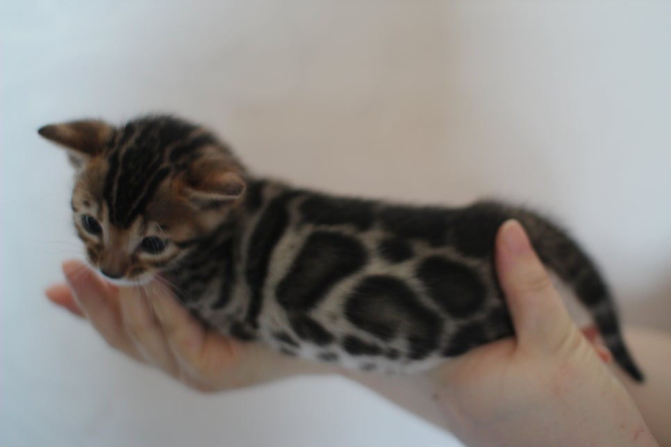 빅로젯 뱅갈고양이 삼형제예요~ 관련 이미지 3