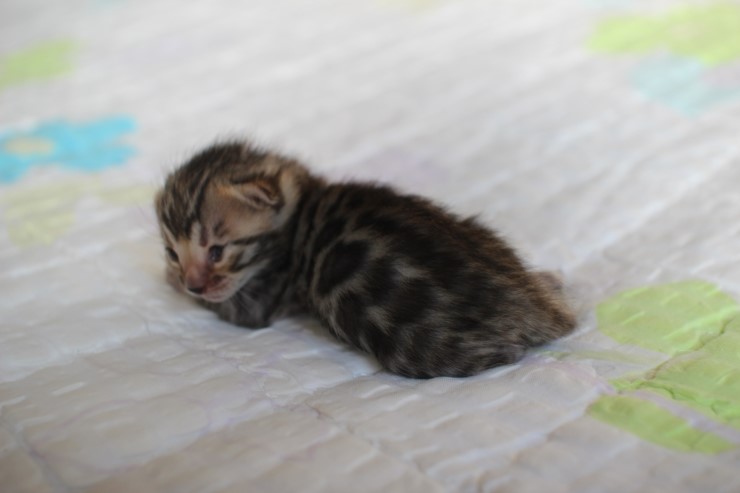 뱅갈고양이 꼬물이 여아 두아이 예약 분양 해요~ 관련 이미지 17