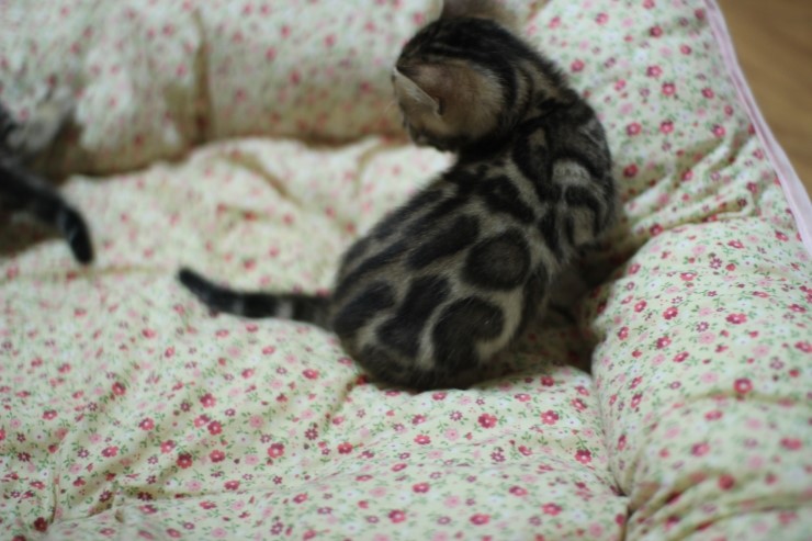 뱅갈고양이 분양 꼬맹이 자매예요~ 관련 이미지 12