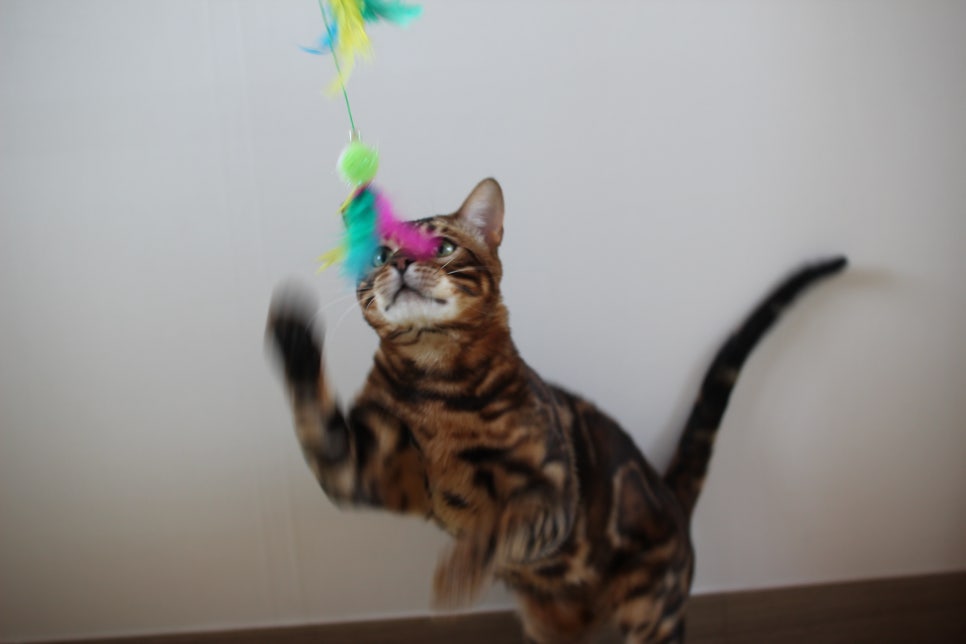 스파블 뱅갈고양이 블랙홀 새집에서 한컷 관련 이미지 6