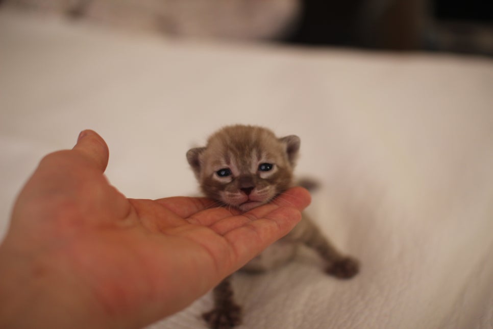 고퀄리티 스노우뱅갈고양이 아이들 분양합니다~ 관련 이미지 8