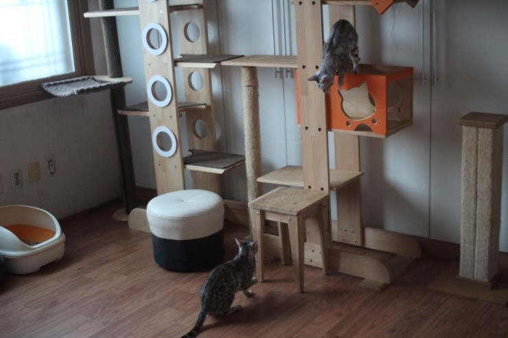 뱅갈고양이 여아들 방이예요~ 관련 이미지 4