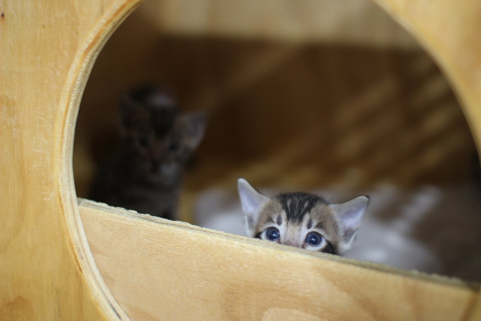 성격이 엄~~~청 나게 좋은 브라운 뱅갈고양이 남아예요~ 관련 이미지 4