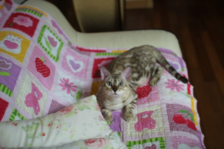 실밍크 뱅갈고양이 킹이예요~~ 관련 이미지 27