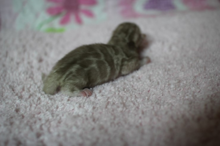 소유뱅갈고양이 캐터리 출산소식 관련 이미지 4