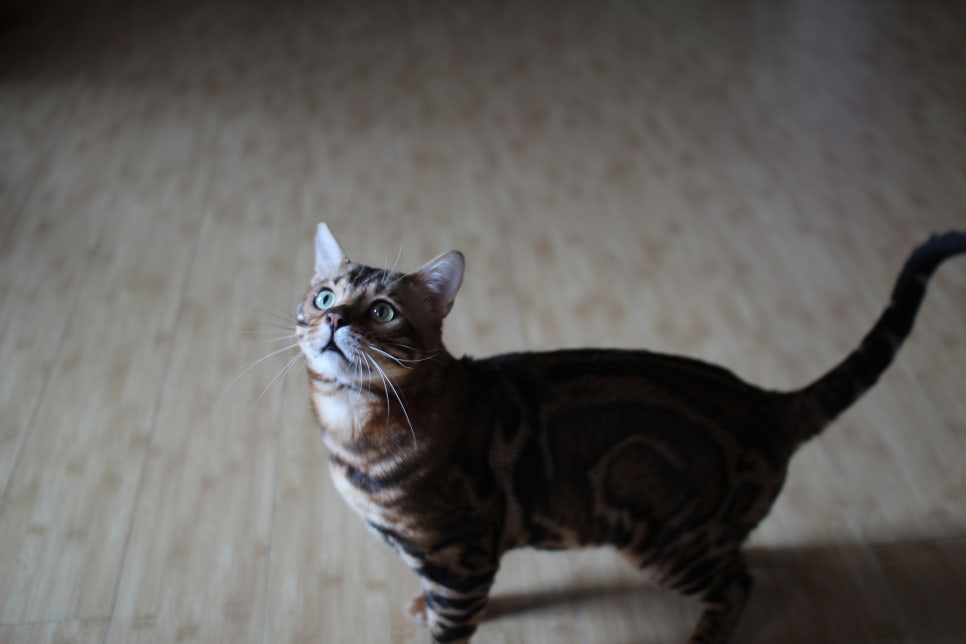 뱅갈고양이 블랙홀 강아지야 고양이야? ^^ 관련 이미지 3