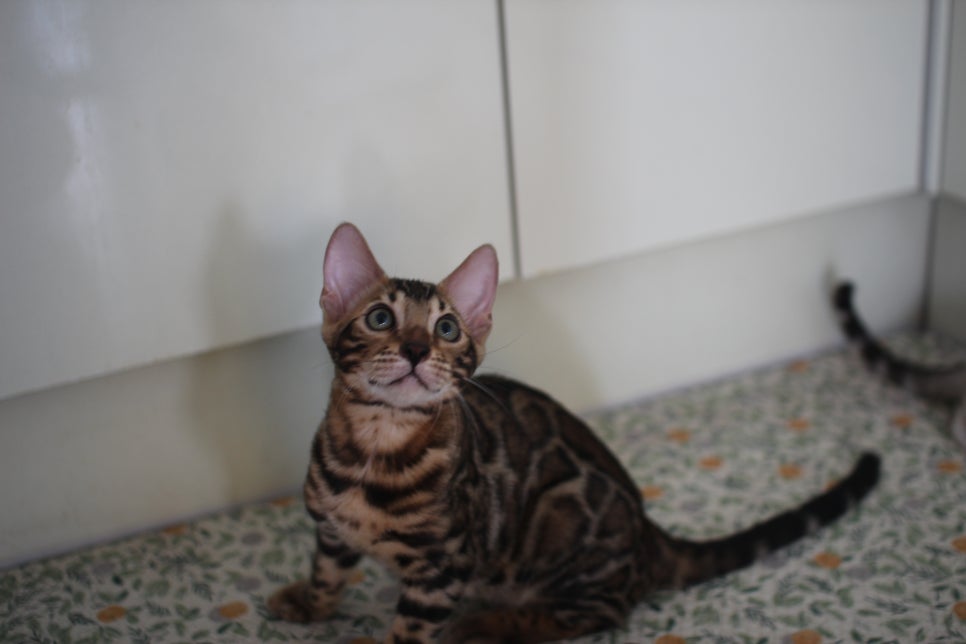 뱅갈고양이분양 진정한 개냥이란 관련 이미지 7