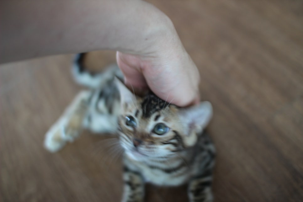 낯가림 없고 성격 최고인 뱅갈고양이 여아 분양해요~ 관련 이미지 6