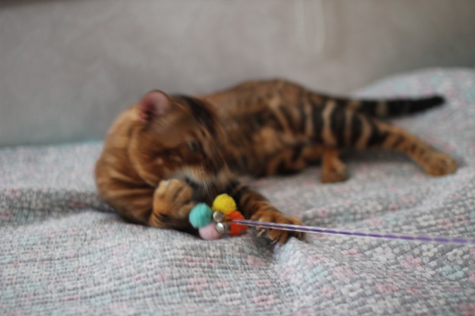 소유뱅갈캐터리 원탑 오랜만에 사진 찍었어요~ 관련 이미지 16