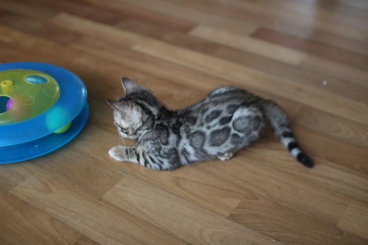 뱅갈고양이 남아 장난감이 이리도 좋을까??? 관련 이미지 3