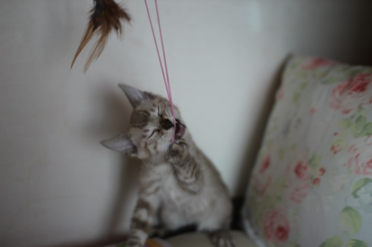 실밍크 뱅갈고양이 남아 분양합니다~ 관련 이미지 14