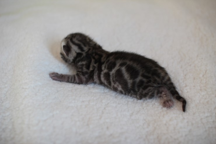 실버,브라운 뱅갈고양이 꼬물이들 사진 입니다 관련 이미지 28