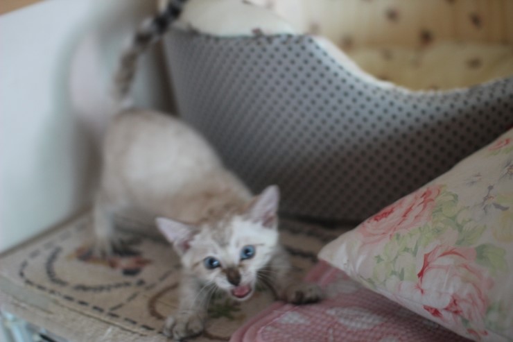 다시봐도 궈여운 뱅갈고양이들 꼬맹이때 사진^^ 관련 이미지 4