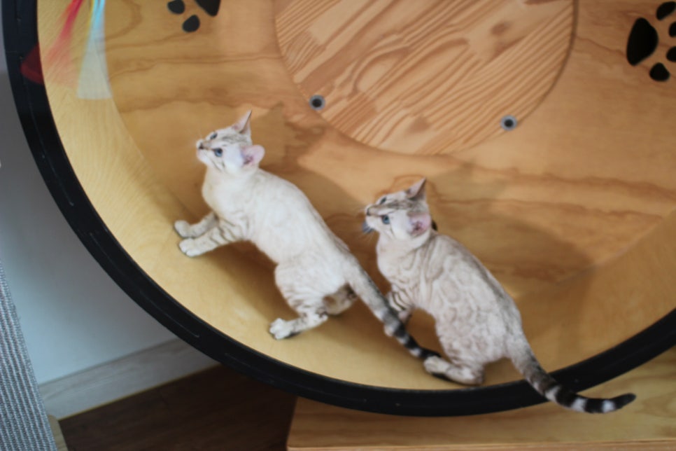 분양중인 스노우뱅갈고양이 남매예요~ 관련 이미지 4