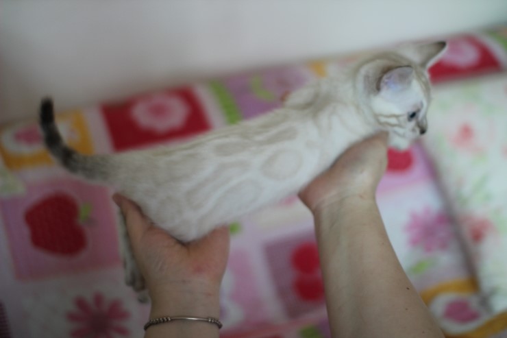 소유뱅갈고양이 캐터리 스노우 키퍼 여아 두아이예요~ 관련 이미지 15