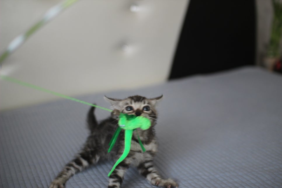 실버뱅갈고양이 남아 오늘 사진 찍었어요~ 관련 이미지 6