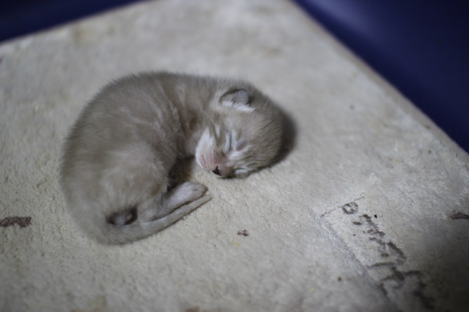 뱅갈고양이 꼬물이 관련 이미지 1