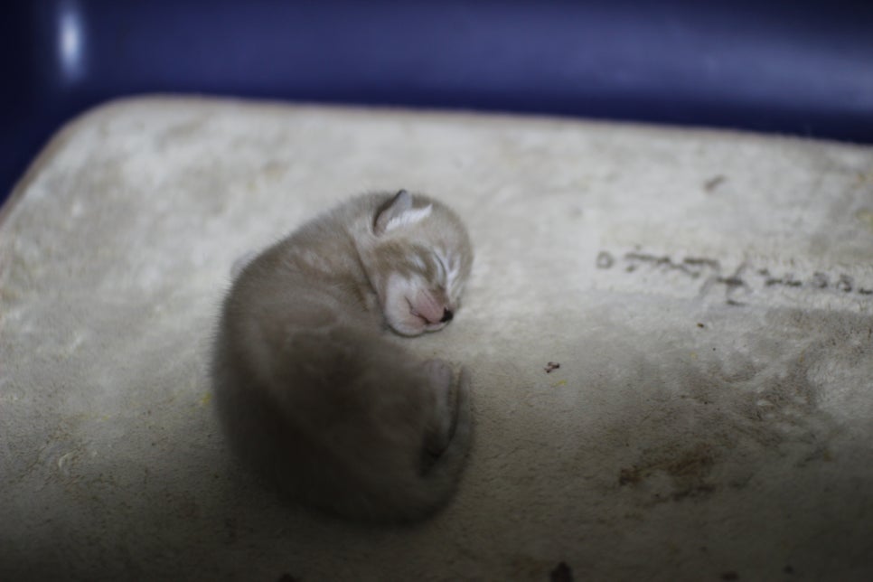 뱅갈고양이 꼬물이 관련 이미지 2