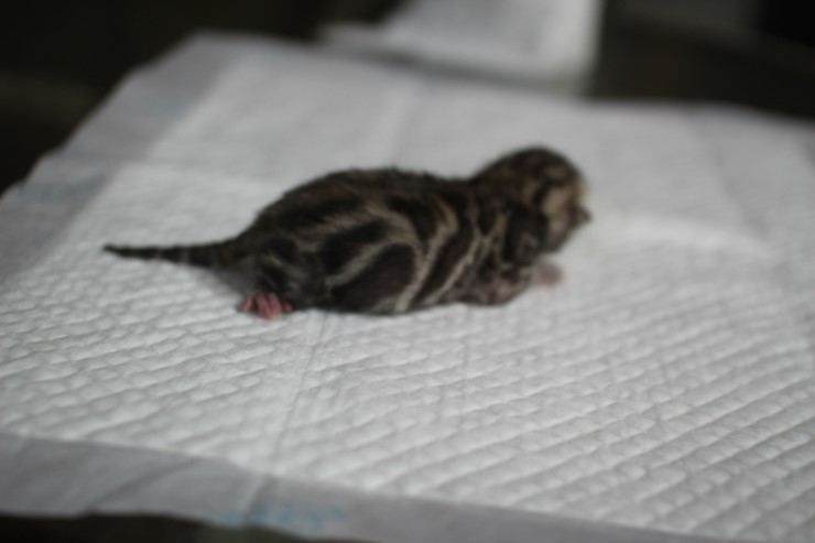 실밍크 뱅갈고양이 영웅이 첫자묘 태어났습니다~ 관련 이미지 1