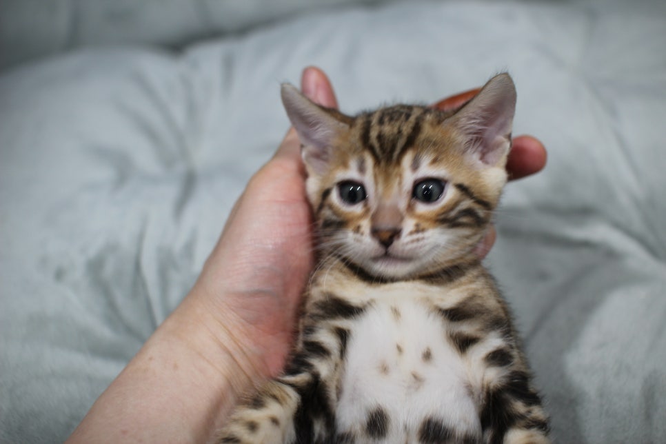 애교냥이 순둥이 분양해요~ 관련 이미지 2