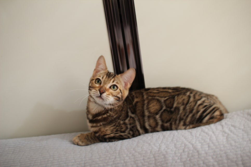 꾹꾹이 머신 뱅갈고양이 남아예요~ 관련 이미지 7