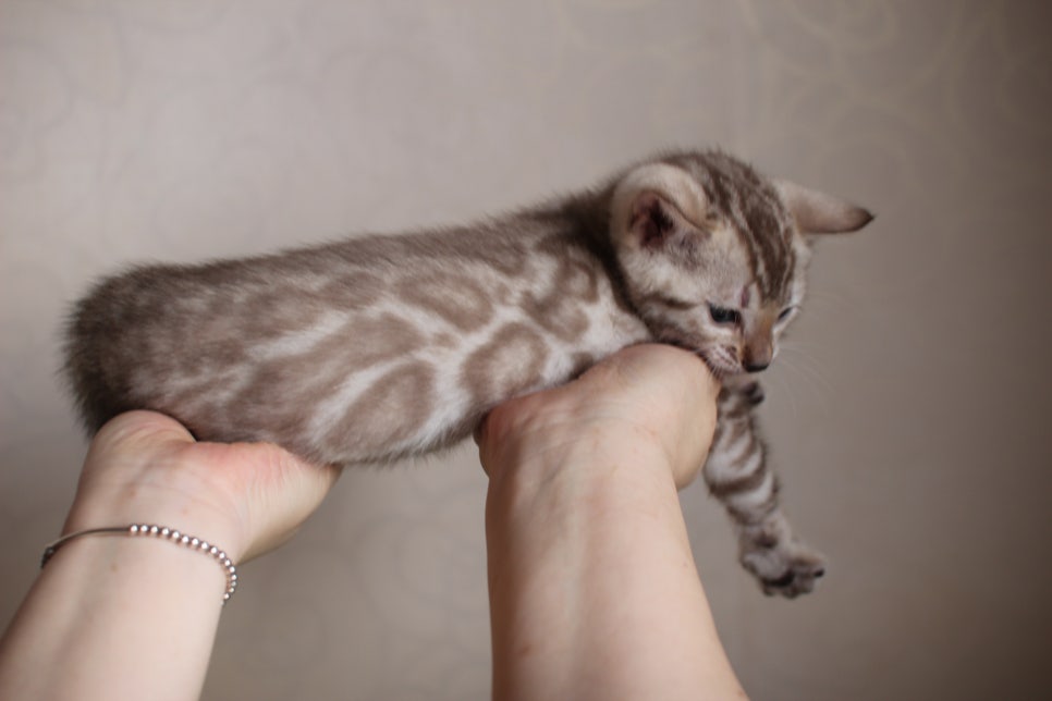 뱅갈고양이 분양은 순수혈통에 아이로 입양하세요~ 관련 이미지 17