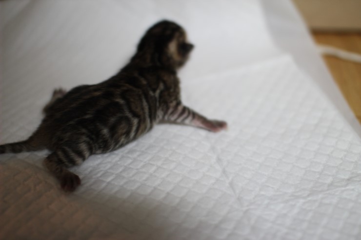 뱅갈고양이 꼬물이 태어났습니다~ 관련 이미지 1