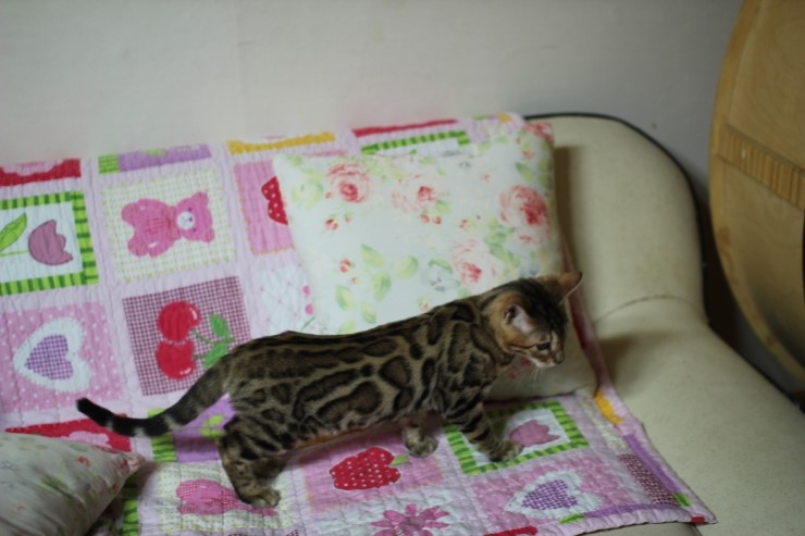 강아지 같은 성격에 뱅갈고양이 분양해요 관련 이미지 6