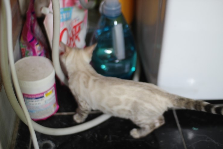 뱅갈고양이,뱅갈고양이 분양,링컨이와 초아 ~~~ 관련 이미지 1